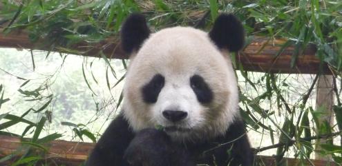 Giant panda