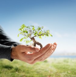 A tree growing in a hand